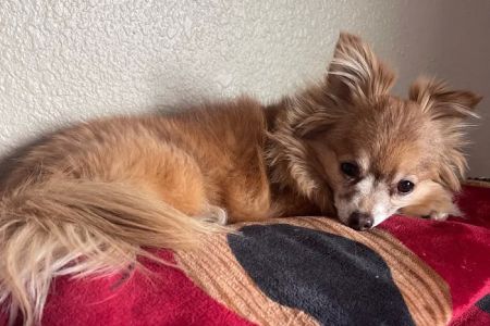 Scottsdale Hills Animal Hospital & Grooming