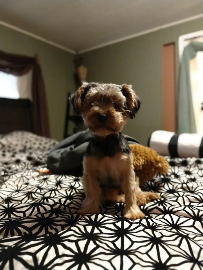 Scottsdale Hills Animal Hospital & Grooming 7