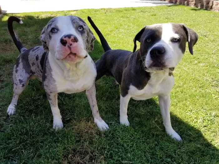 Horizon Animal Hospital 6