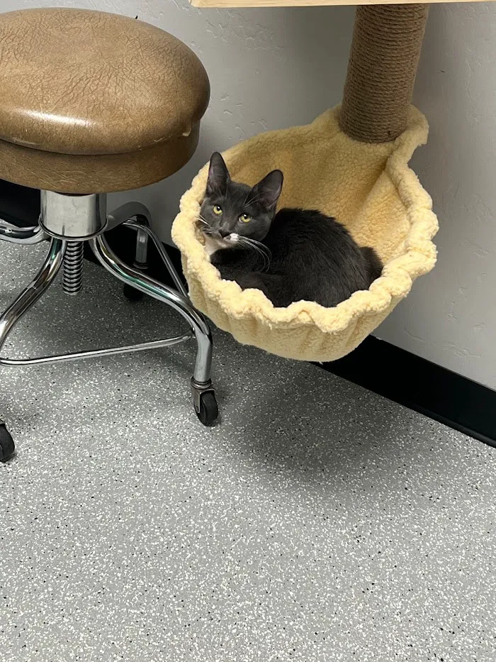 Brown Road Animal Clinic 12