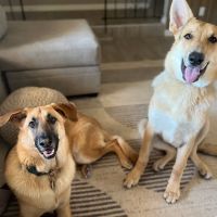 Brown Road Animal Clinic ico