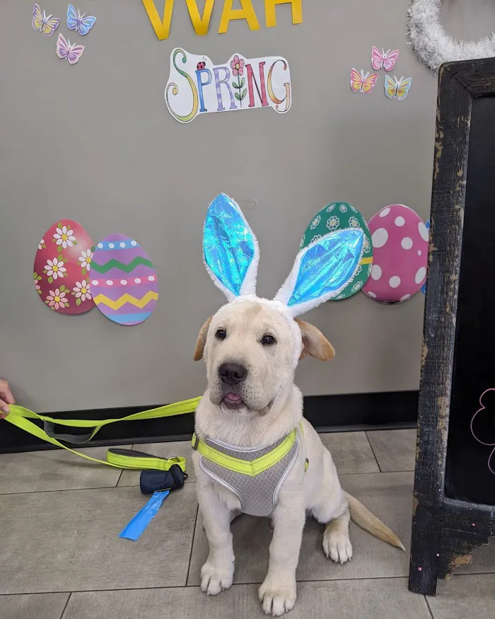 Val Vista Animal Hospital 7