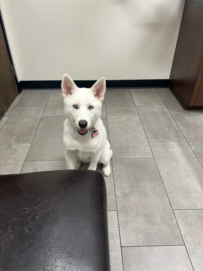 Val Vista Animal Hospital 5