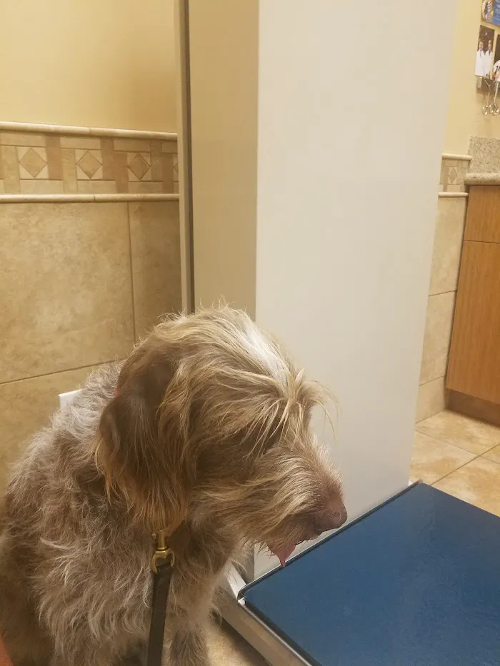 Adobe Veterinary Clinic 9