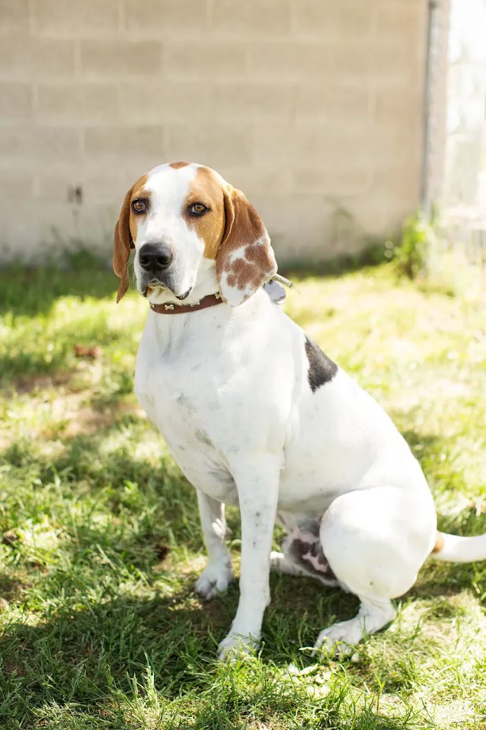 Adobe Veterinary Clinic 5