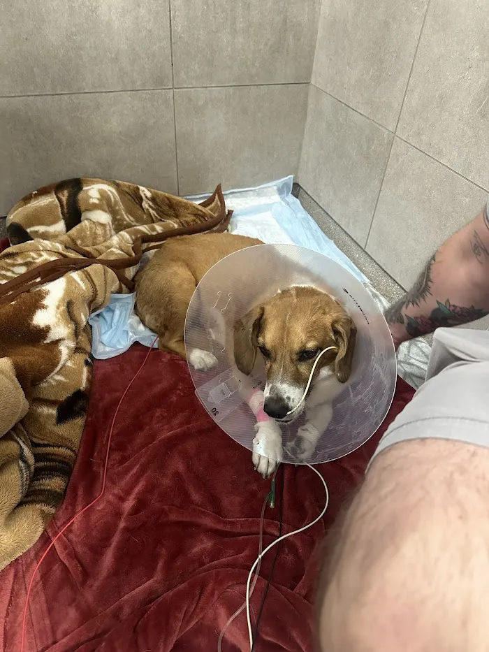 ARISE Veterinary Center 12