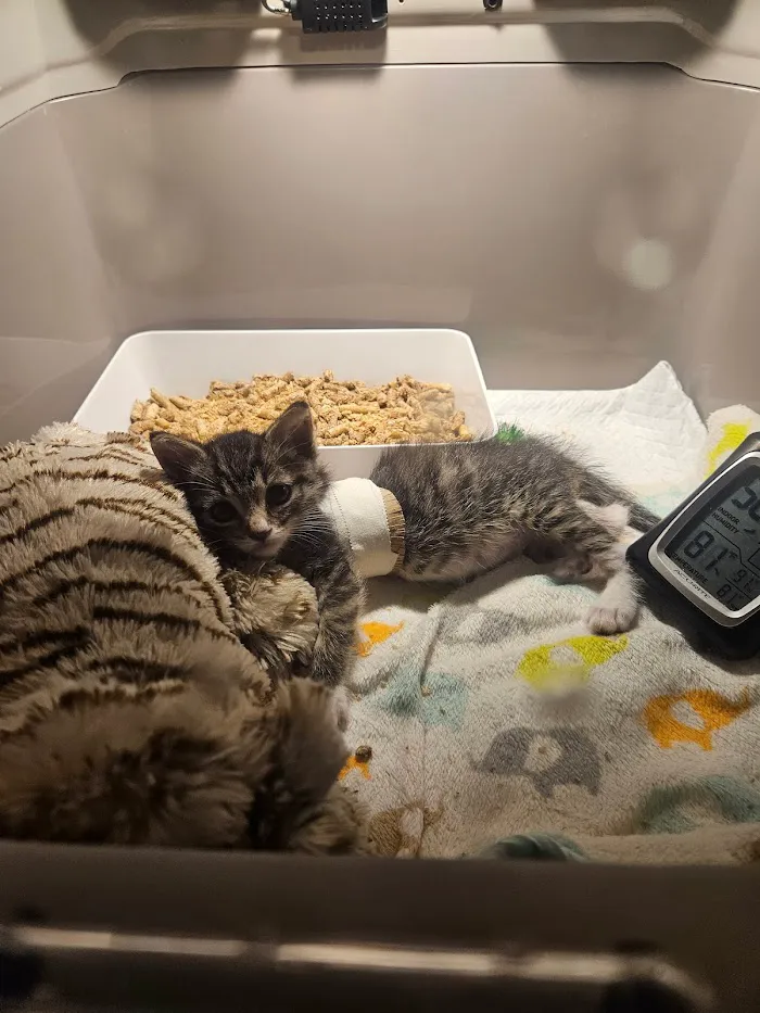 Curem Veterinary Care 12