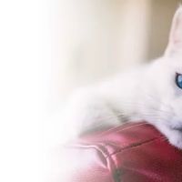 Curem Veterinary Care ico