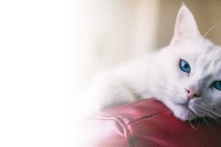 Curem Veterinary Care