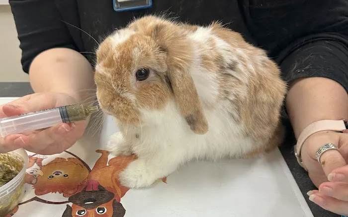 Little Critters Veterinary Hospital 1