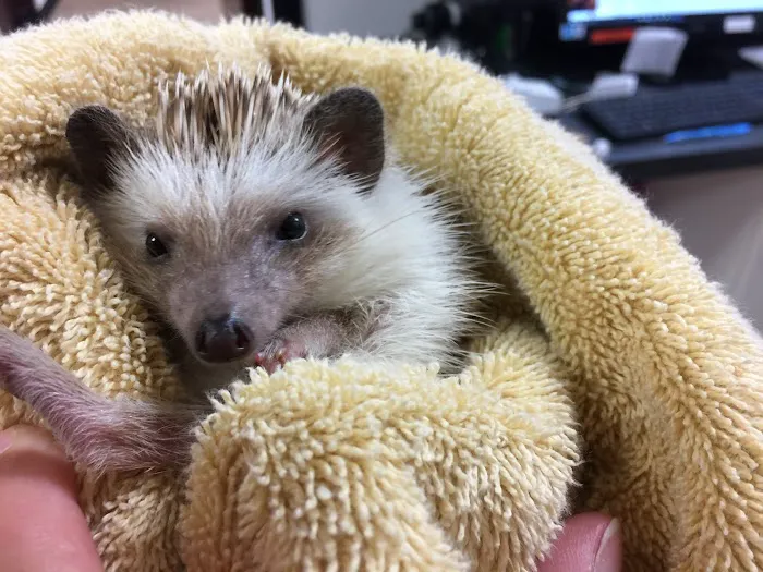 Little Critters Veterinary Hospital 2