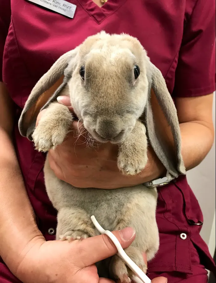 Little Critters Veterinary Hospital 6