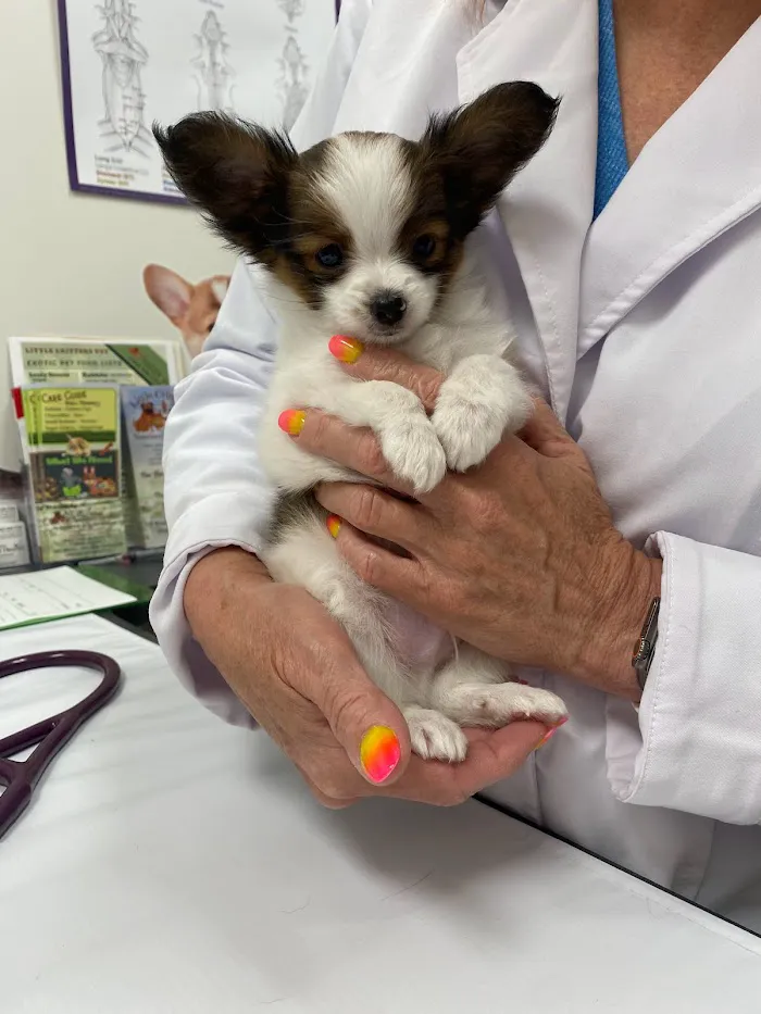 Little Critters Veterinary Hospital 8
