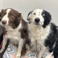 Little Critters Veterinary Hospital ico