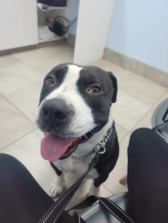 Noe's Ark Animal Hospital 4