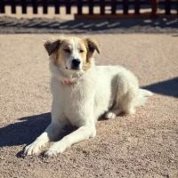 Noe's Ark Animal Hospital ico