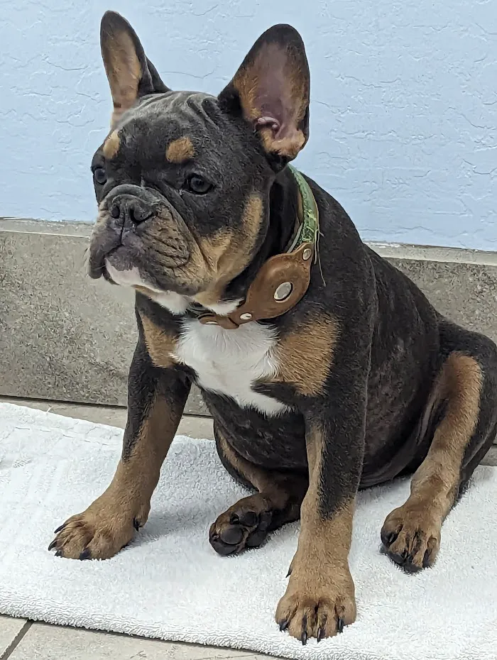 Noe's Ark Animal Hospital 10