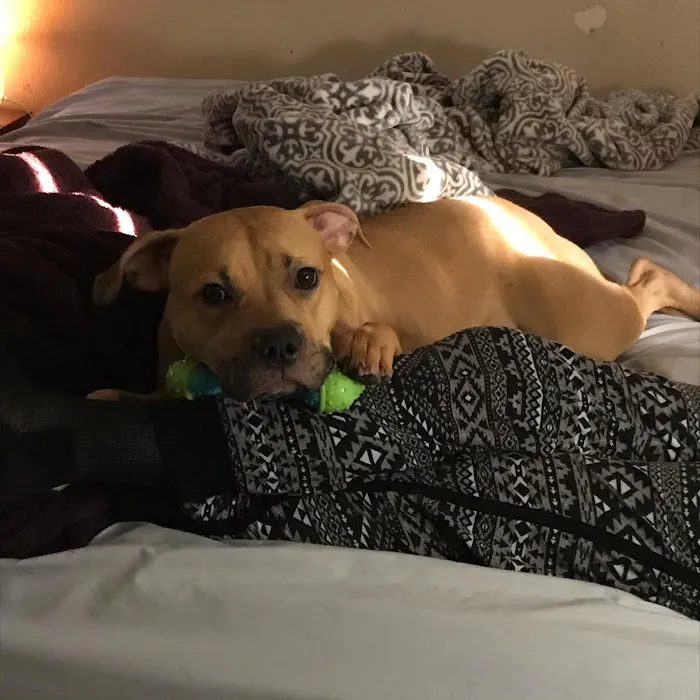 Banfield Pet Hospital 2