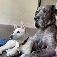 Homestead Animal Clinic ico