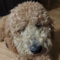 Vetco ico