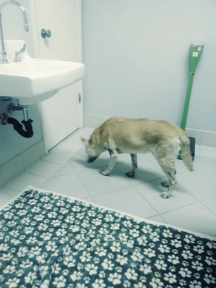 Palo Verde Animal Hospital 12