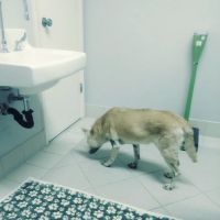 Palo Verde Animal Hospital ico