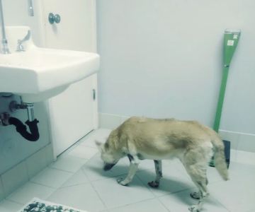 Palo Verde Animal Hospital