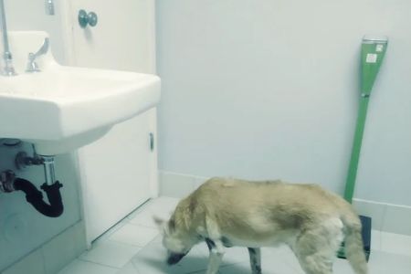 Palo Verde Animal Hospital