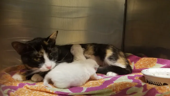 Palo Verde Animal Hospital 12