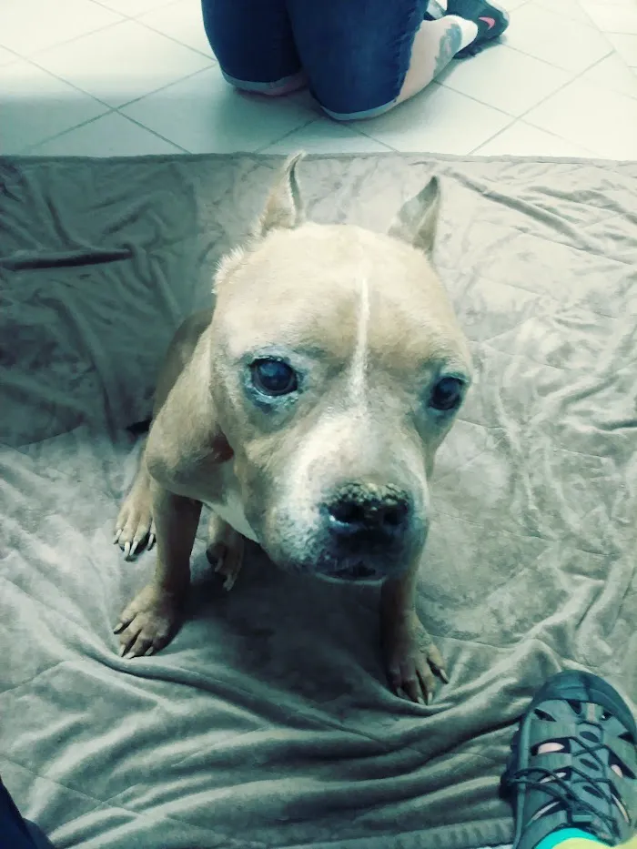 Palo Verde Animal Hospital 12