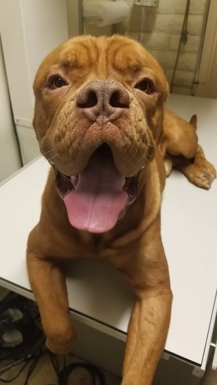 Palo Verde Animal Hospital 12