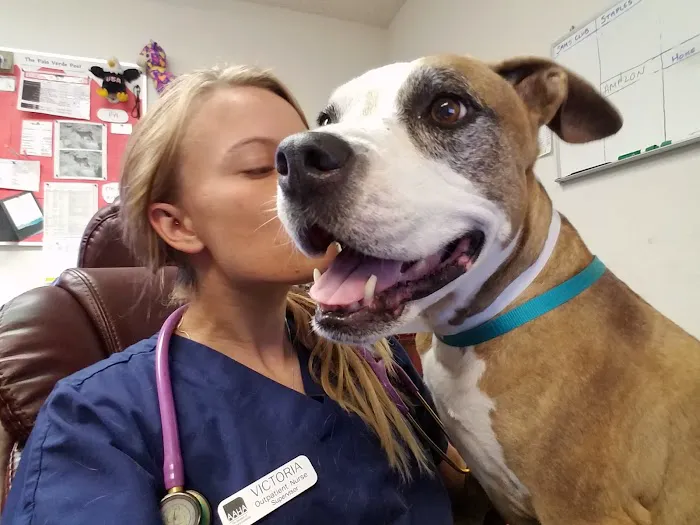 Palo Verde Animal Hospital 12