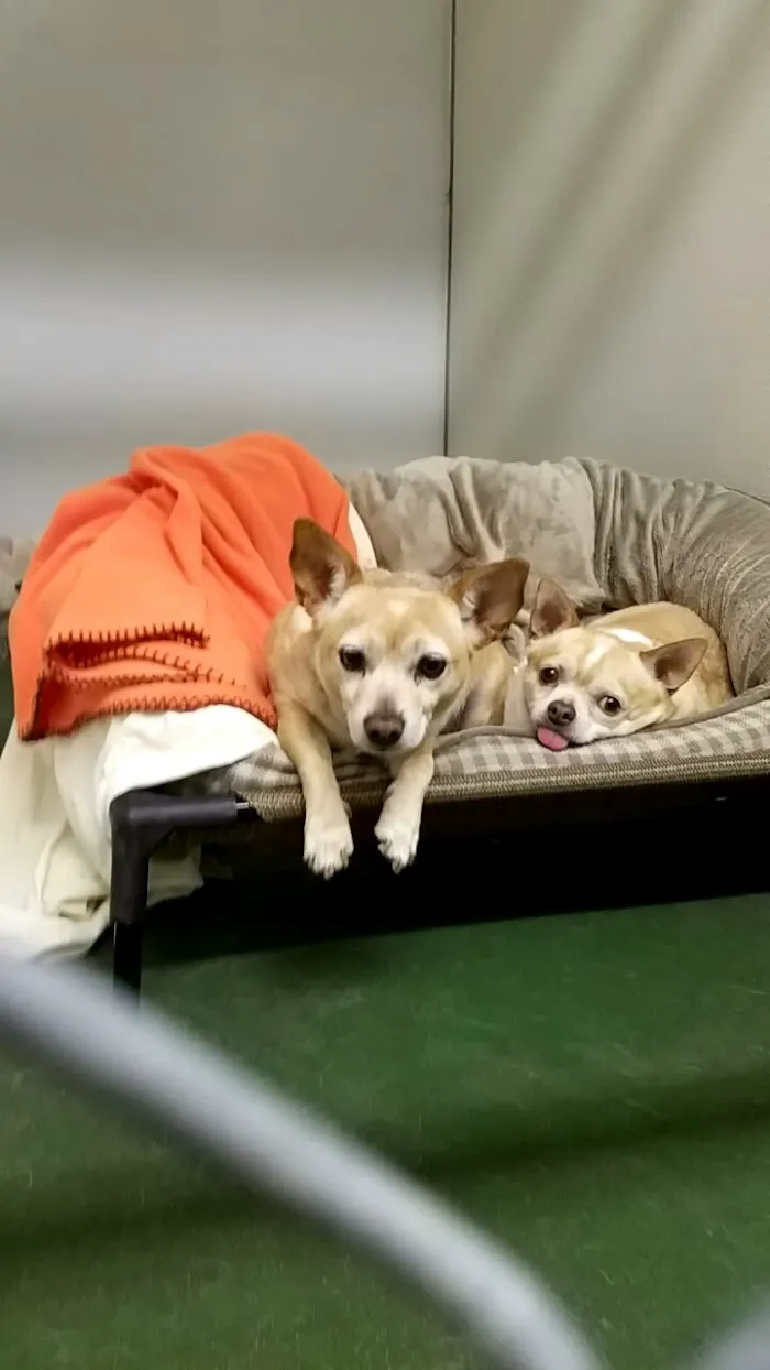 Palo Verde Animal Hospital 12
