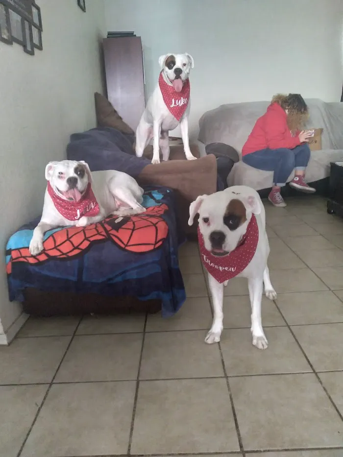 Valley West Animal Hospital 12