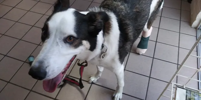 Valley West Animal Hospital 12