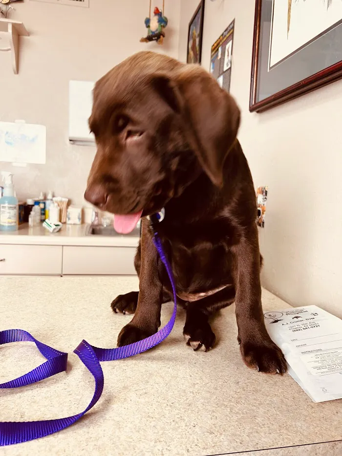 Valley West Animal Hospital 12