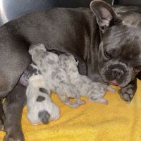 Christown Animal Hospital ico