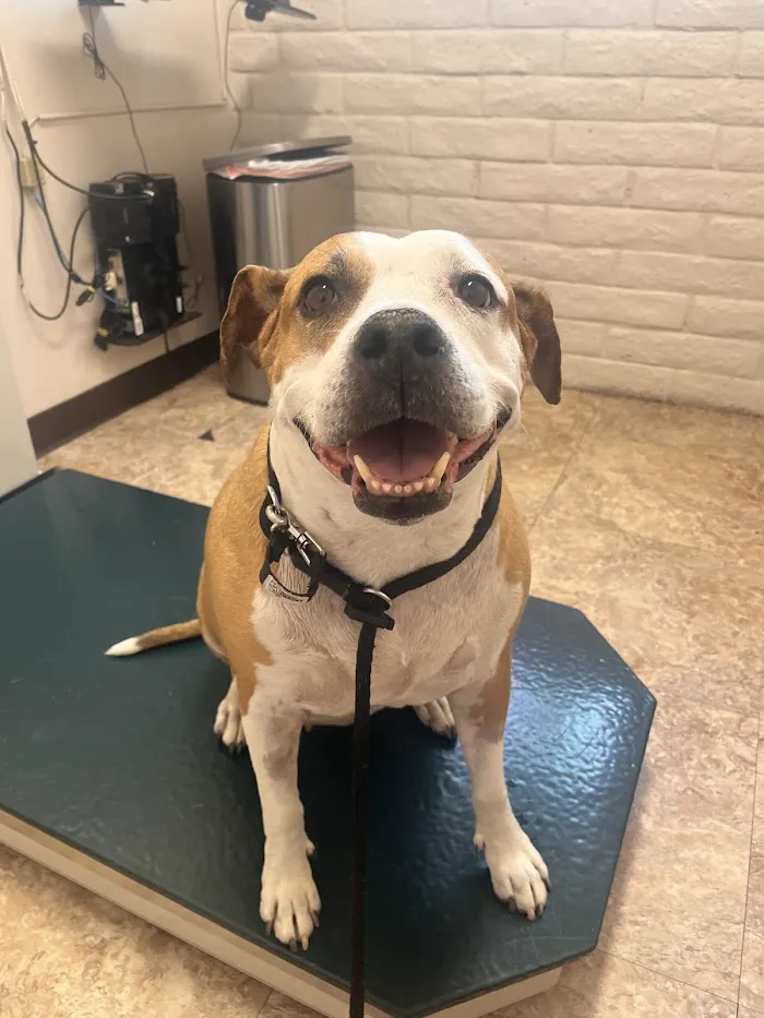 Christown Animal Hospital 12