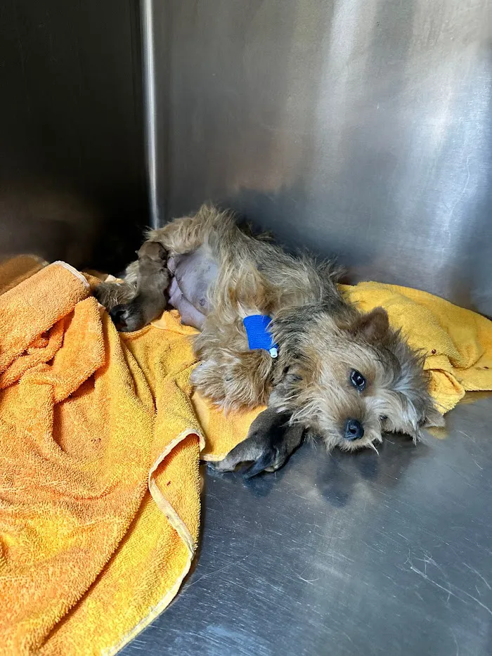 Christown Animal Hospital 12