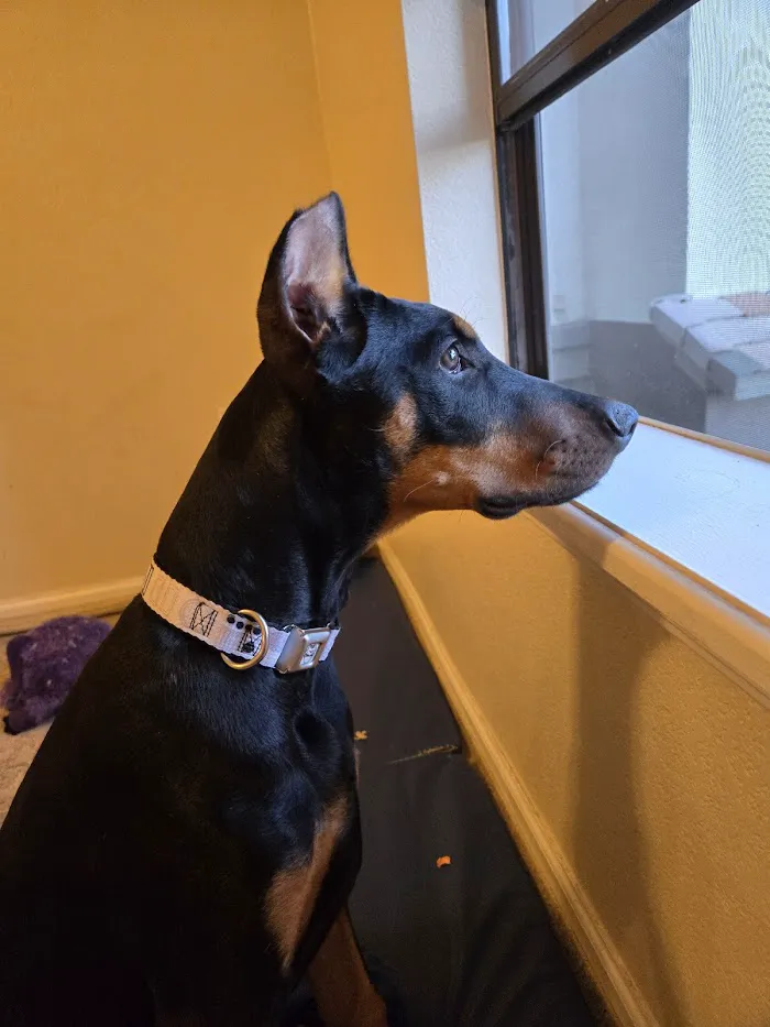 Madison Animal Hospital & Grooming 12