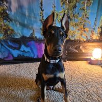 Madison Animal Hospital & Grooming ico