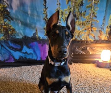 Madison Animal Hospital & Grooming