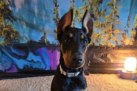 Madison Animal Hospital & Grooming