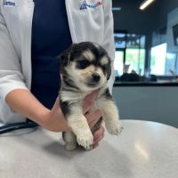PetWellClinic - Central Phoenix ico
