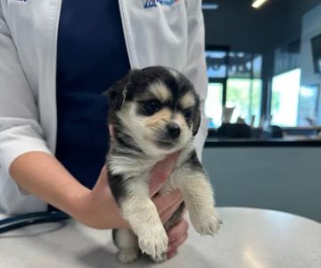 PetWellClinic - Central Phoenix