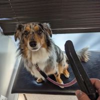 Phoenix Dog Cat Bird Hospital ico