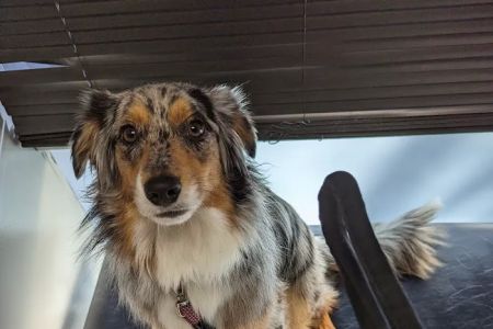 Phoenix Dog Cat Bird Hospital