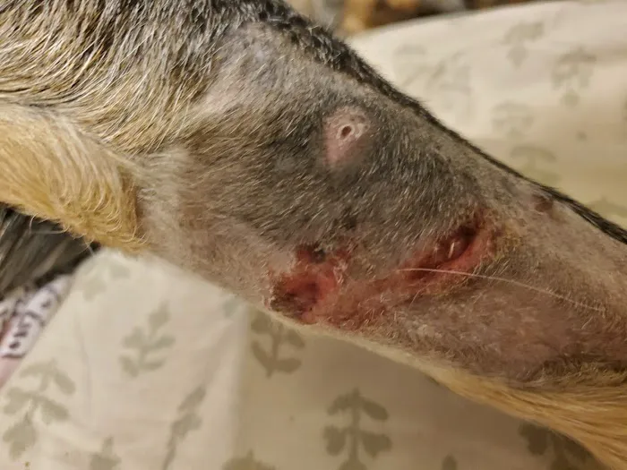 East Maryland Animal Hospital: Martens Melana DVM 2