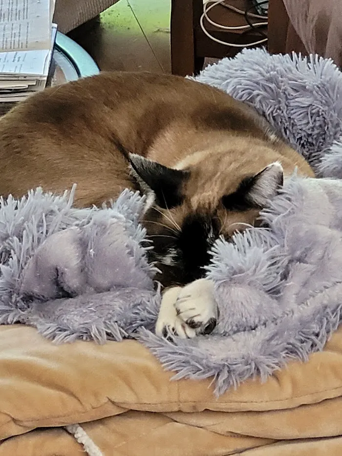 East Maryland Animal Hospital: Martens Melana DVM 3