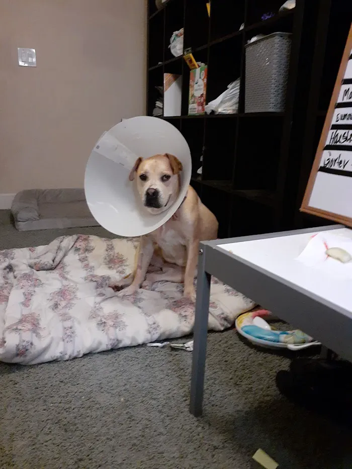 Integrative Vet Oncology 2